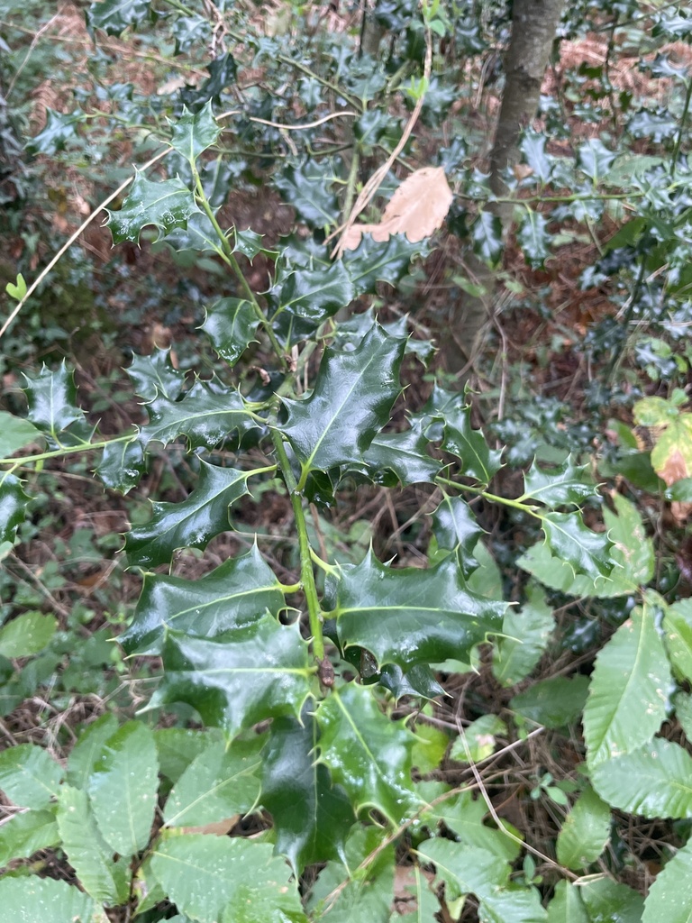 Ilex aquifolium