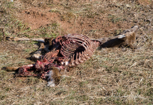 Dead White-tailed Deer
