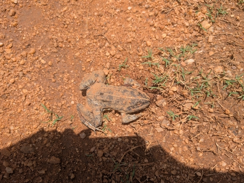 Jerdon's Bullfrog