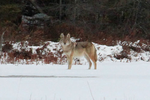 Eastern Wolf