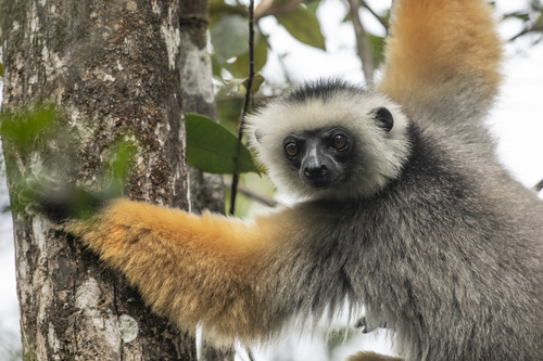 Diademed Sifaka