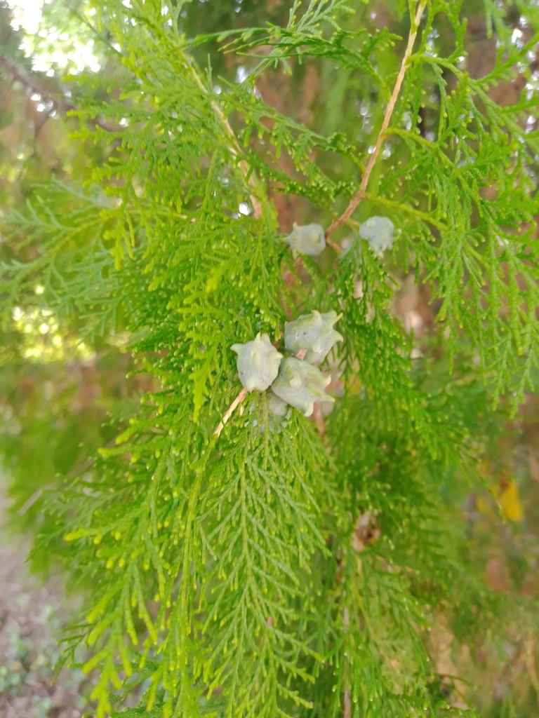 Thuja