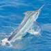 Black Marlin - Photo (c) Julian Pepperell, all rights reserved, uploaded by Julian Pepperell