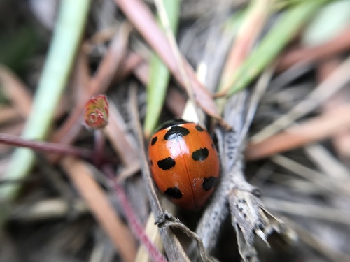 Trivial Lady Beetle
