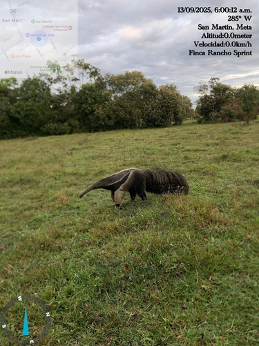 Giant Anteater