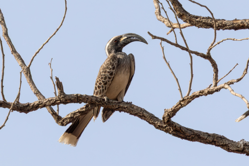 African Gray Hornbill