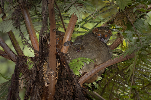 Gmelin's Woolly Lemur