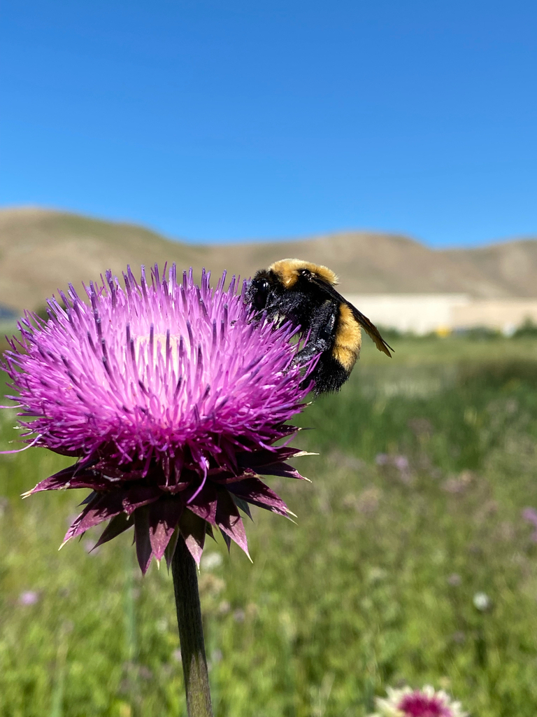 Blondebee Reno Nevada Bumble Bee from Reno, NV, US on July 13, 2023 at 09:46 AM by ...