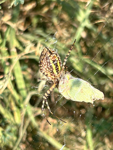 Banded Garden Spider