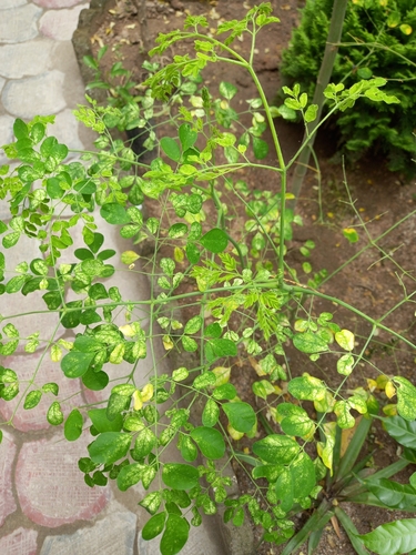 Moringa tree