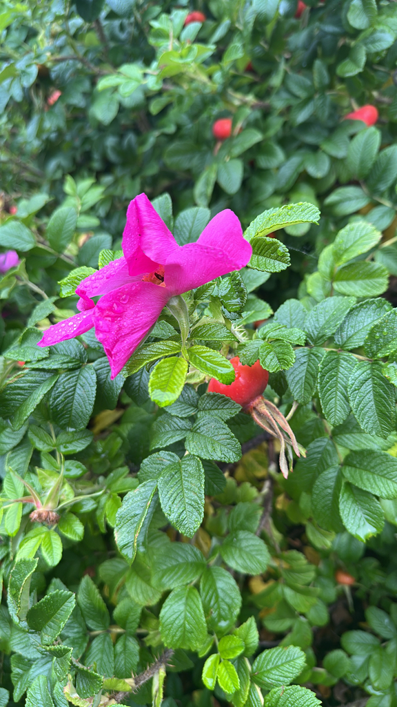 Rosa rugosa