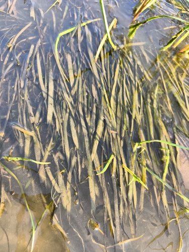 Tapegrass