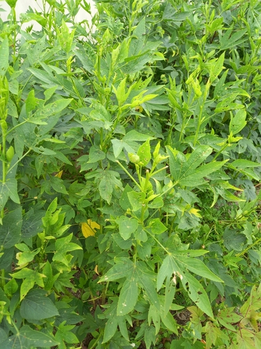 Sorrel