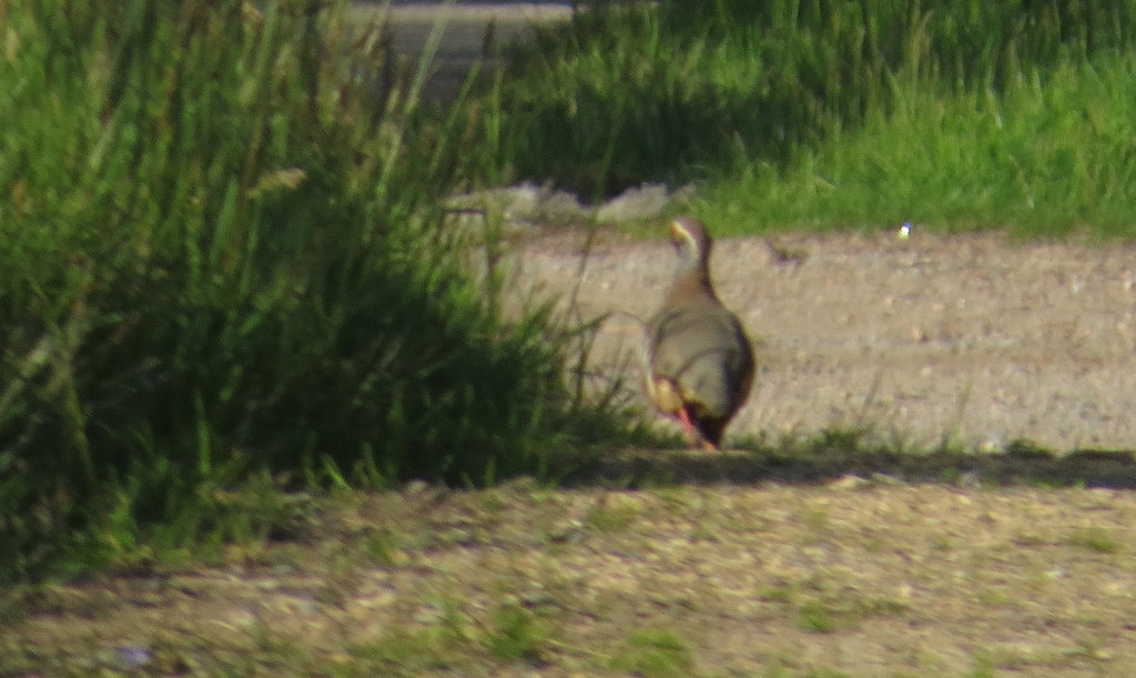 Red-legged Partridge from B9136, Ballindalloch AB37 9AQ, UK on June 5 ...