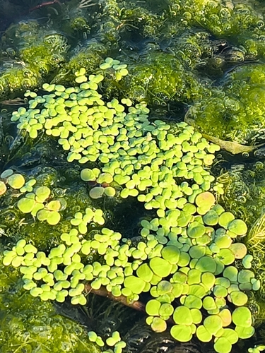 greater duckweed