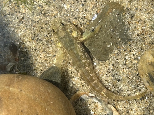 Gobius paganellus