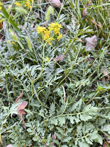 Creeping Yellowcress