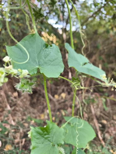 Oneseed Bur Cucumber