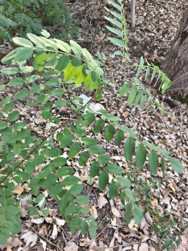 black locust