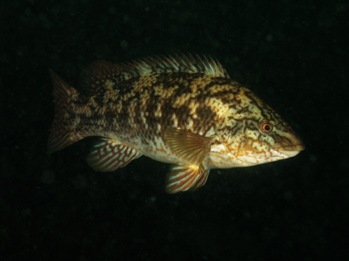 Labrus bergylta