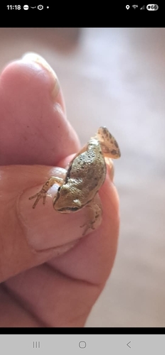Boreal Chorus Frog