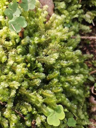 Greater Featherwort