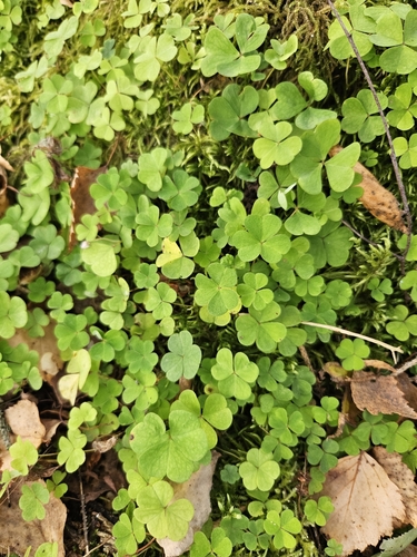 European wood-sorrel