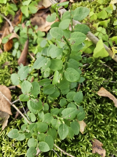 common bilberry