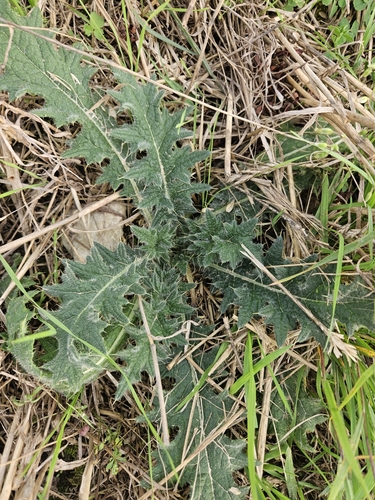 Bull Thistle
