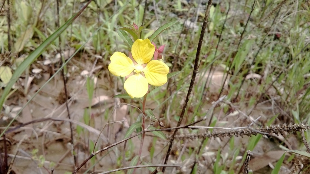 Mexican Primrose-willow from Ahuacatlán, Pue., México on June 16, 2014 ...