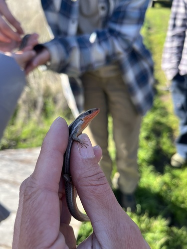 iNaturalist observation photo of Western Skink