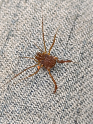 Stygnus luteus