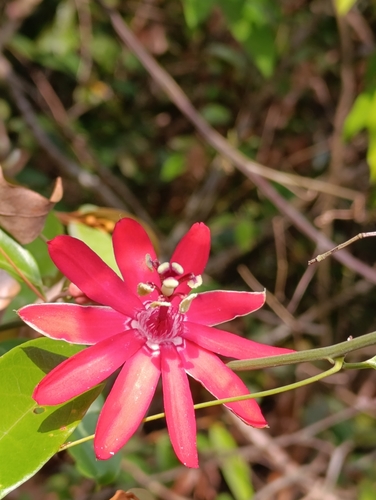 Passiflora glandulosa