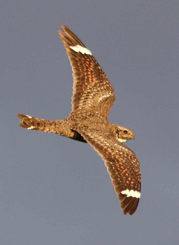 Lesser Nighthawk photo
