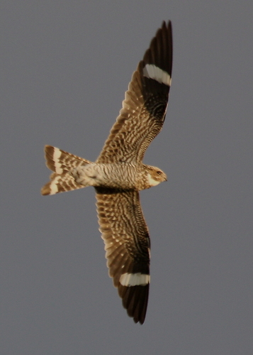 Common Nighthawk