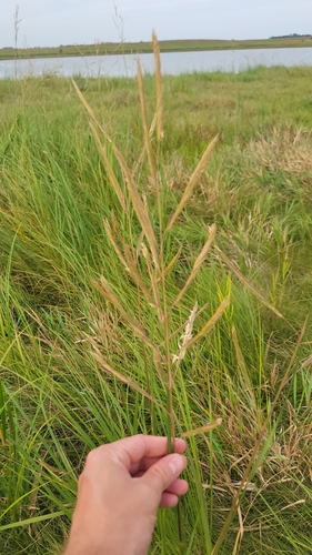 prairie cordgrass
