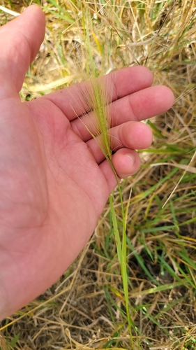 Foxtail Barley