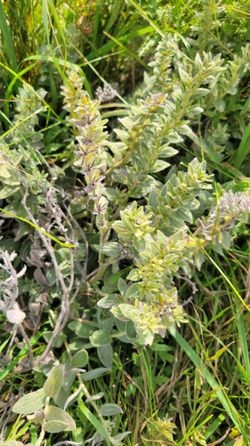 western false gromwell