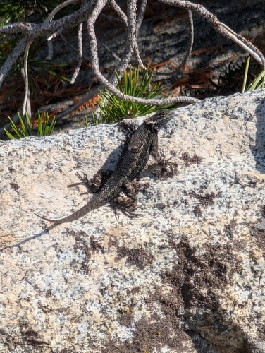 iNaturalist observation photo of Western Fence Lizard