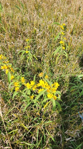 Maximilian sunflower