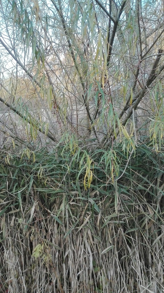 Salix viminalis