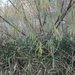 Salix viminalis - Photo (c) Adelin Collette, όλα τα δικαιώματα διατηρούνται, uploaded by Adelin Collette