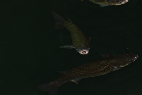 Chelon labrosus