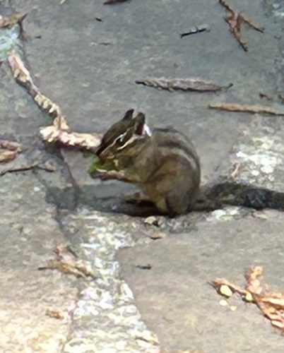 Yellow-cheeked Chipmunk observed by timdaniels
