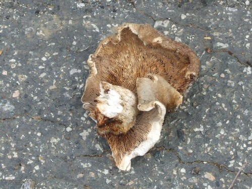 iNaturalist observation photo of Fungi Including Lichens
