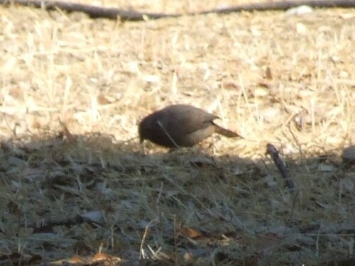 iNaturalist observation photo of California Towhee