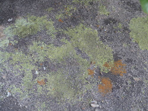 iNaturalist observation photo of cobblestone lichens