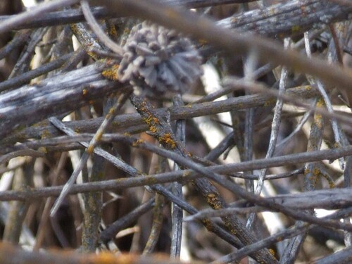 iNaturalist observation photo of Common Lichens