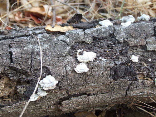 iNaturalist observation photo of Fungi Including Lichens