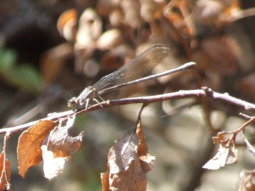 iNaturalist observation photo of Dancers